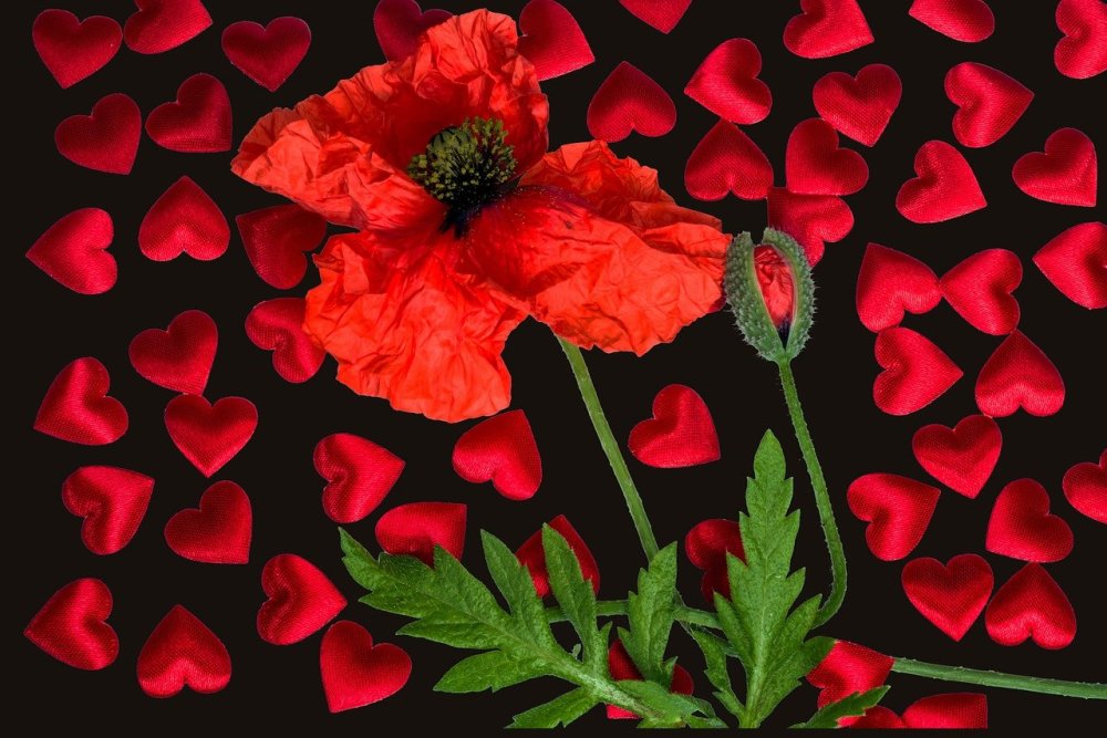 Красные маки на черно белом фоне