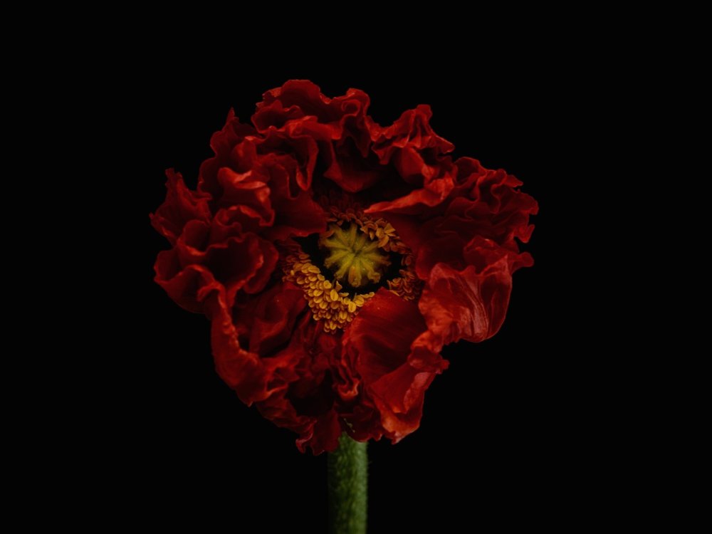 Летние цветы на чёрном фоне