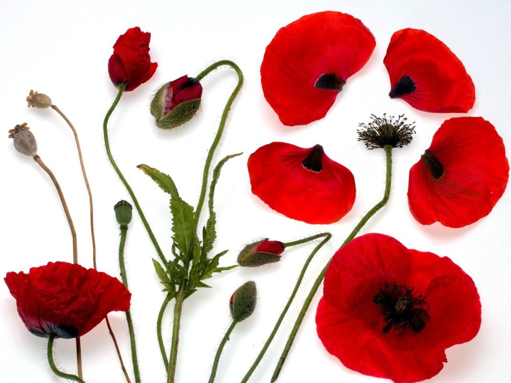 Маковое поле на закате