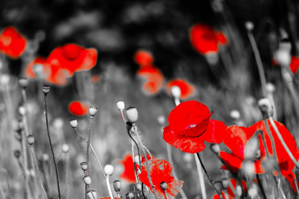 Маки на черном фоне