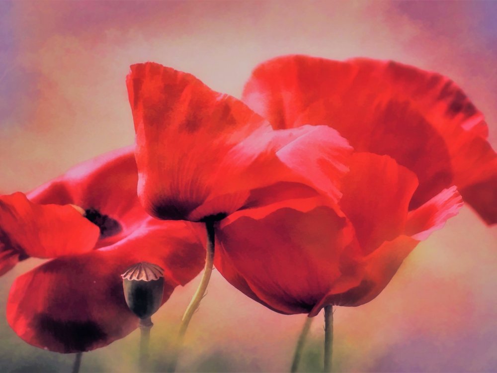 Мак референс