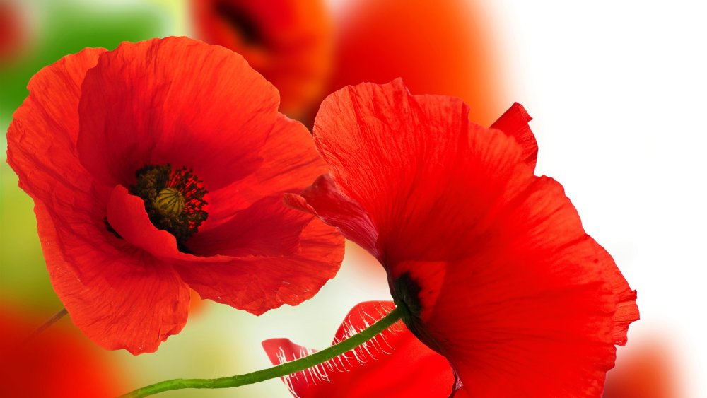 Цветы на черном фоне