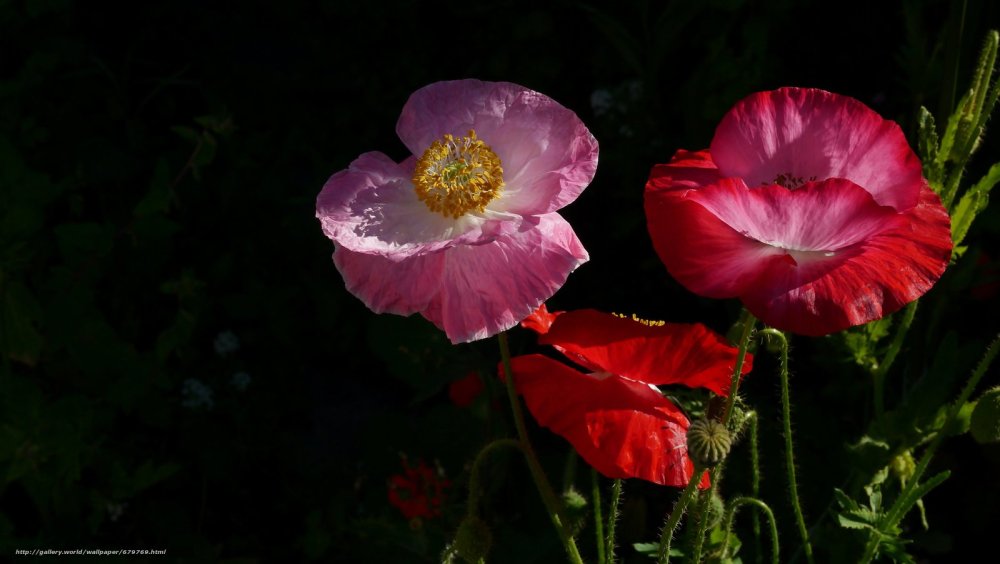 Анемоны цветы красные