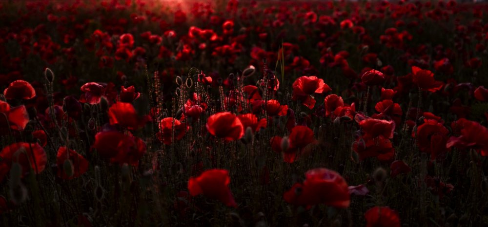 Мак с пятью лепестками