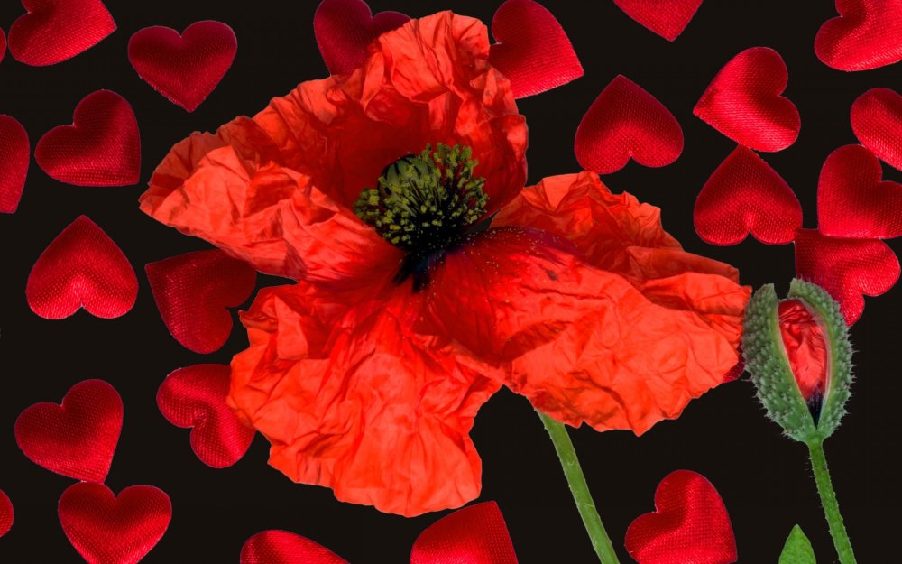 Черные маки