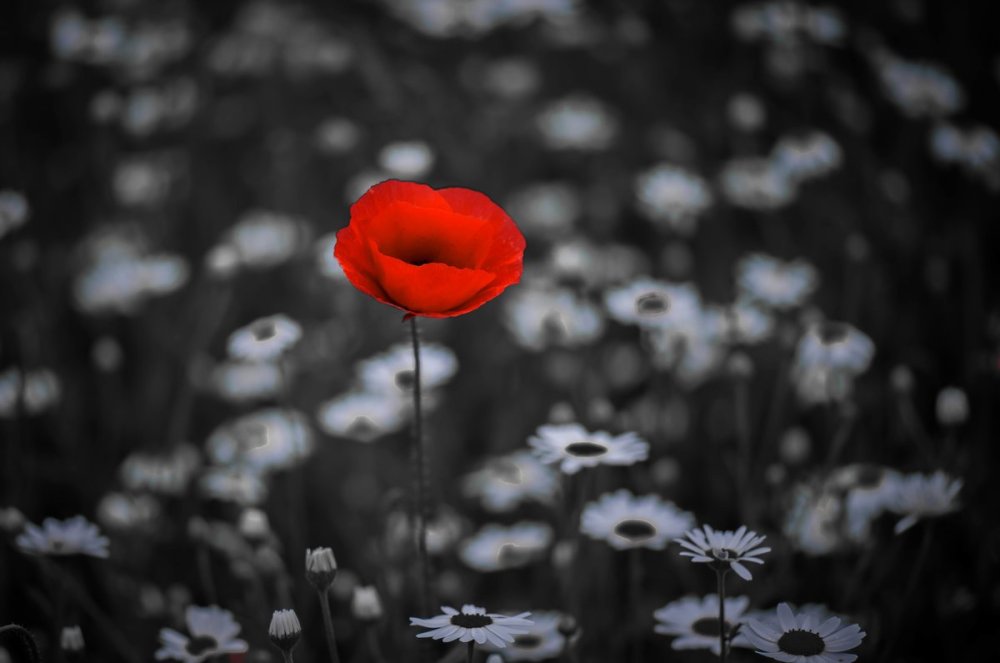 Красные маки