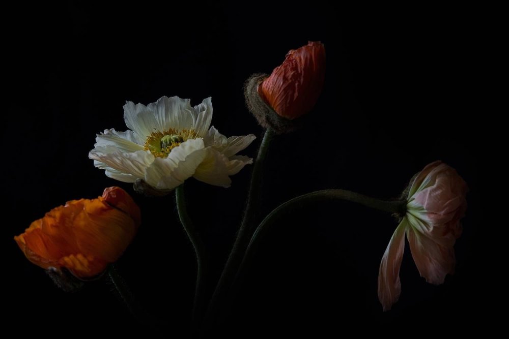 Маки в поле