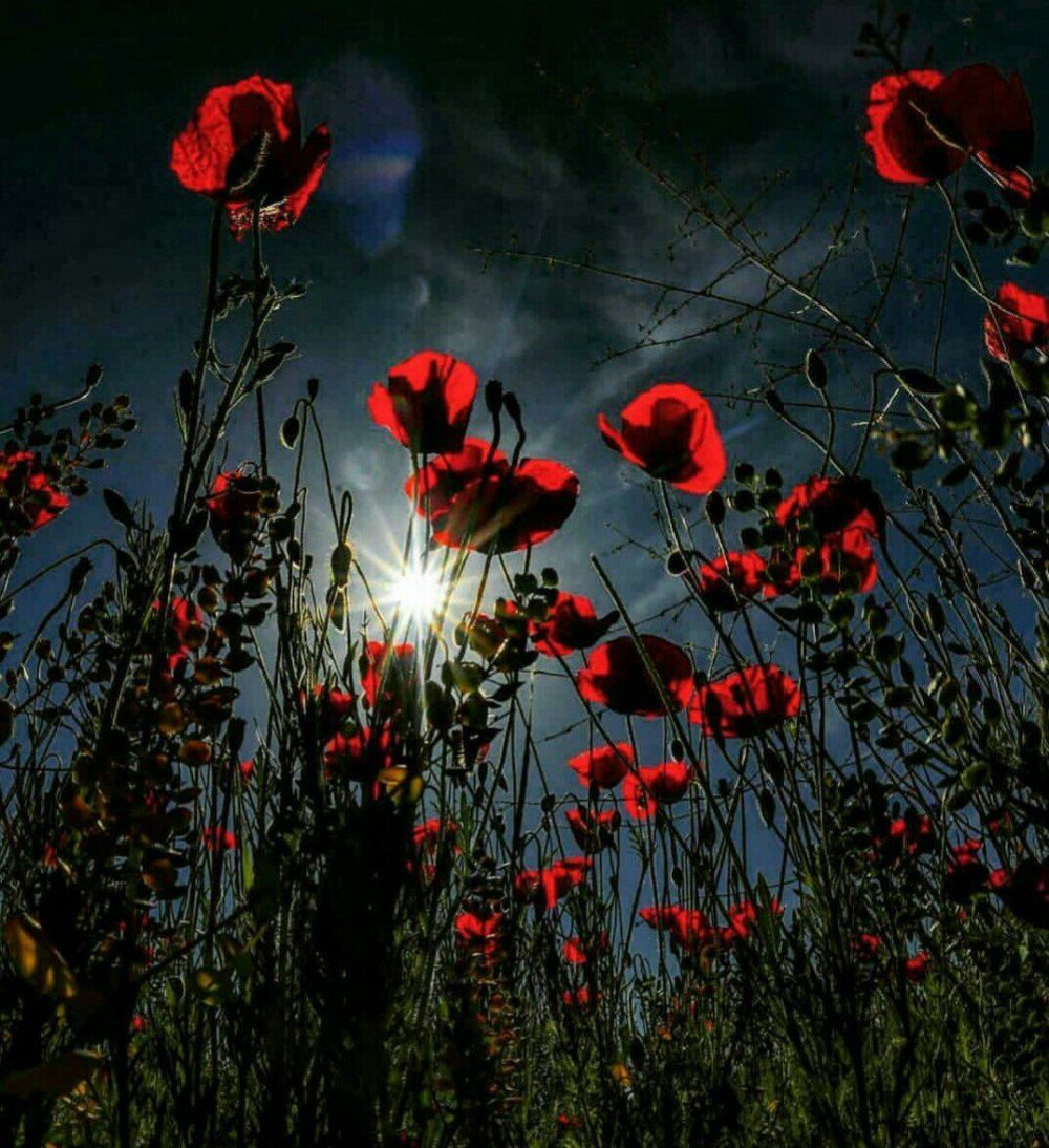 Красивый одинокий цветок