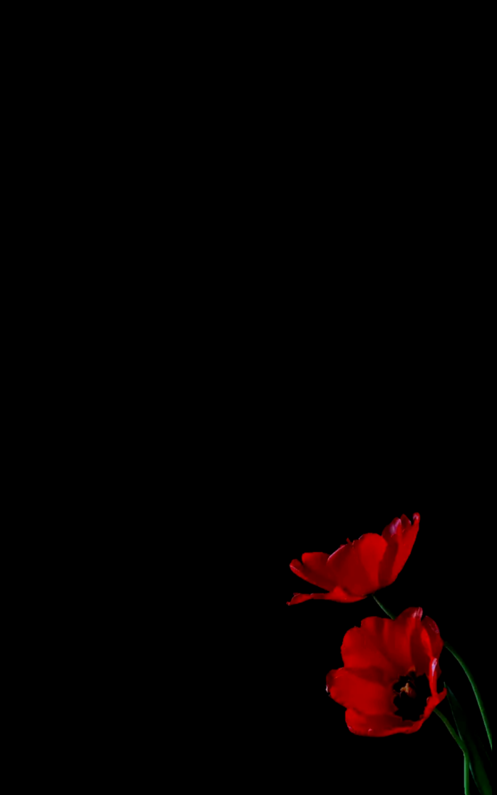 Цветы Clavel Rojo