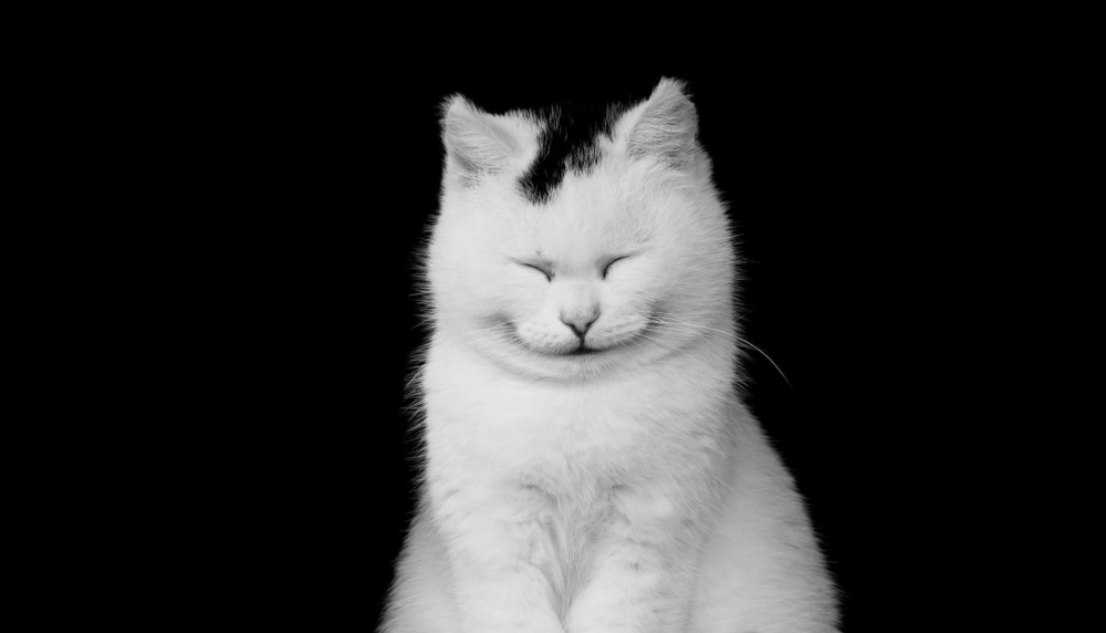 Паттерн кошки на черном фоне