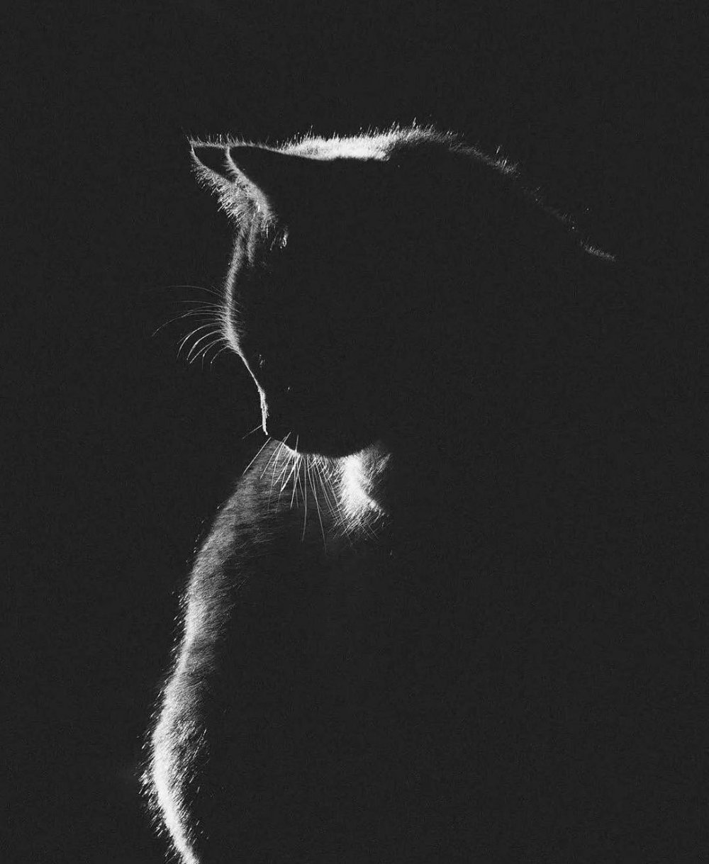 Черная кошка на белом фоне