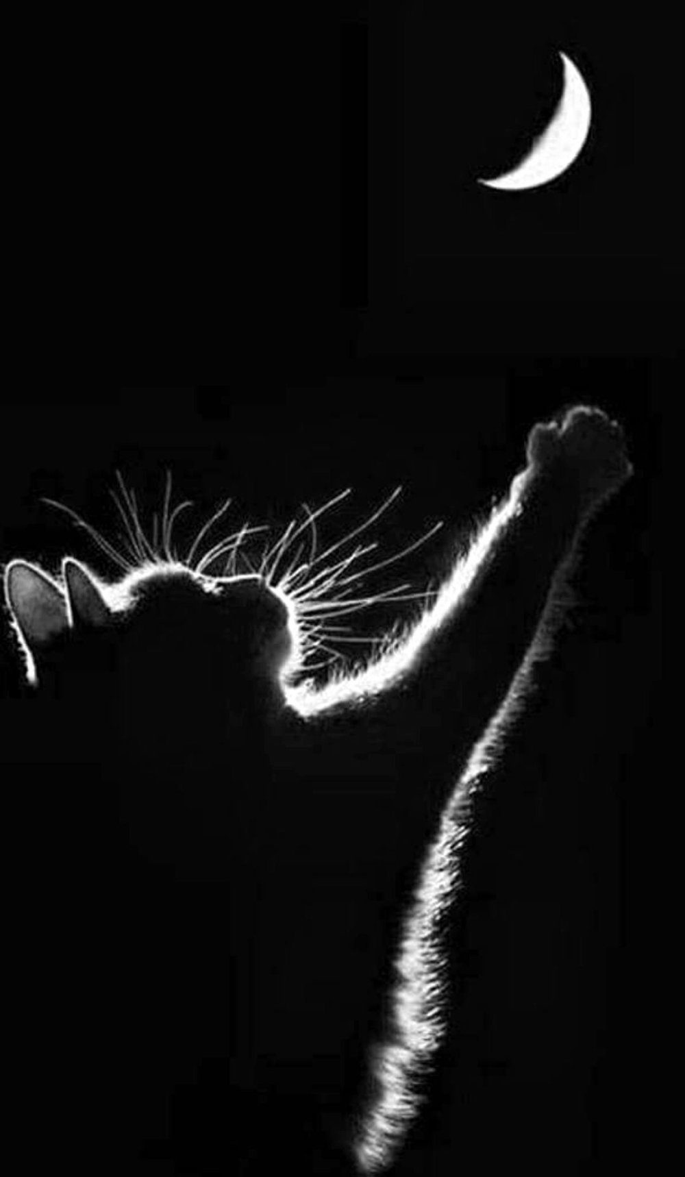 Кот выглядывает силуэт