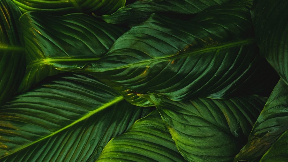 Темно зеленые листья