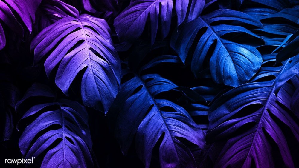 Монстера неон