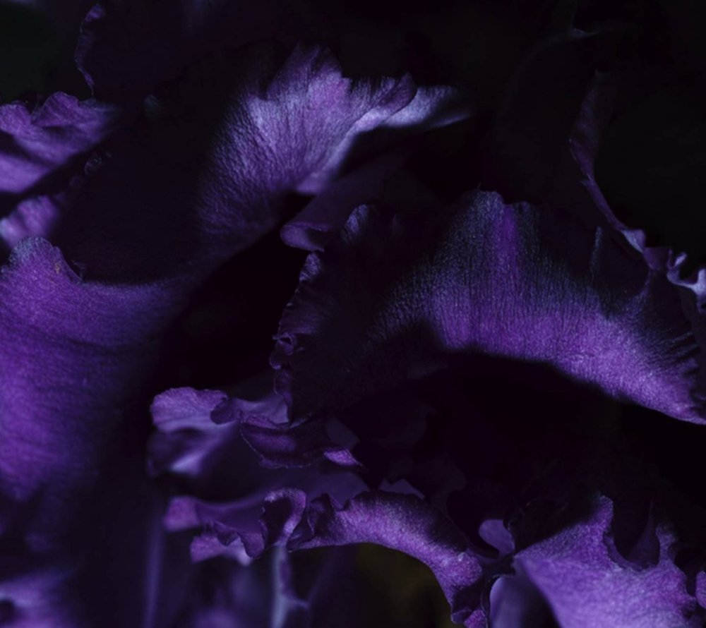 Фиолетовый темный