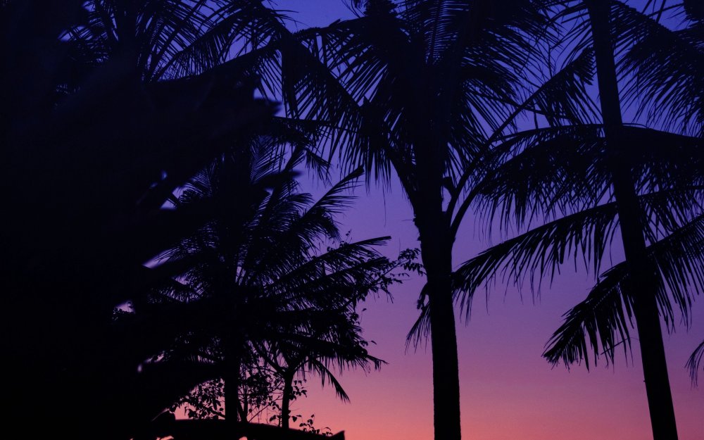 Пальма Минимализм