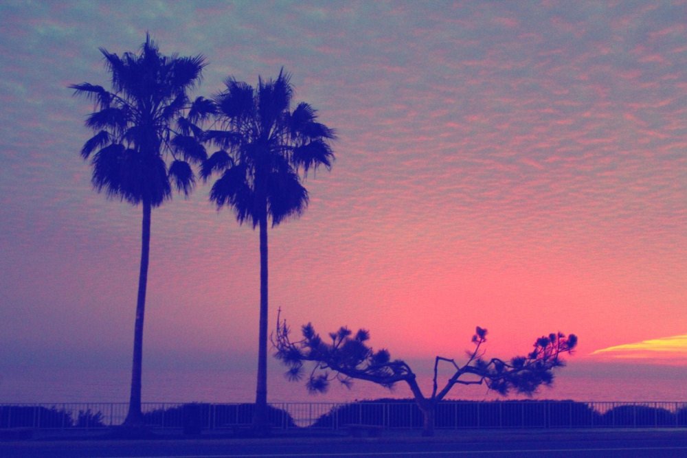 Пальма на синем фоне