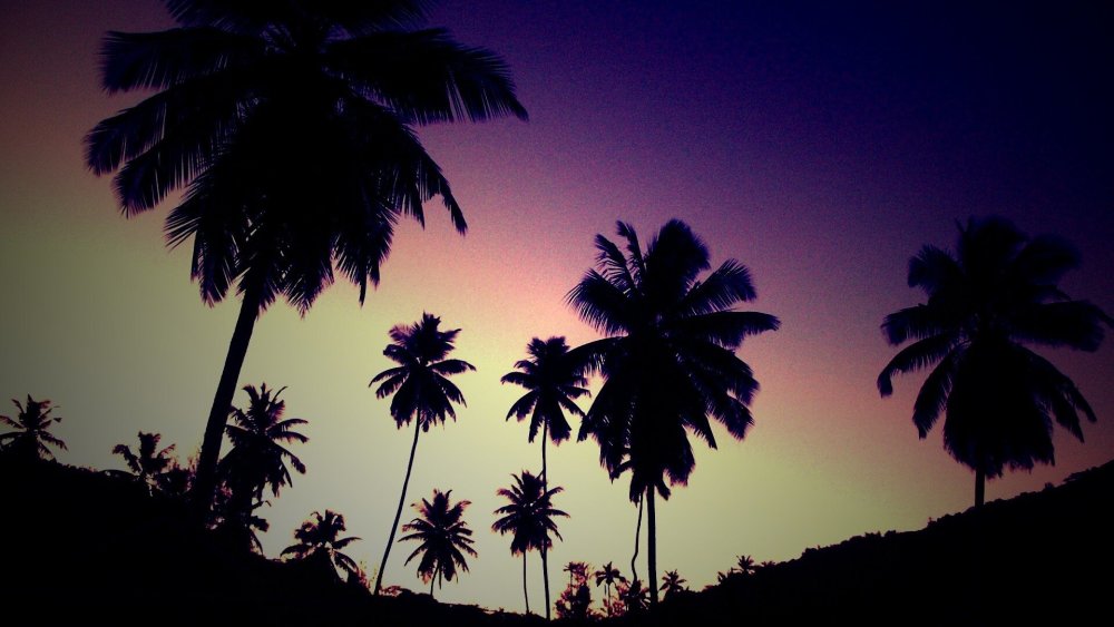 Фиолетовые пальмы