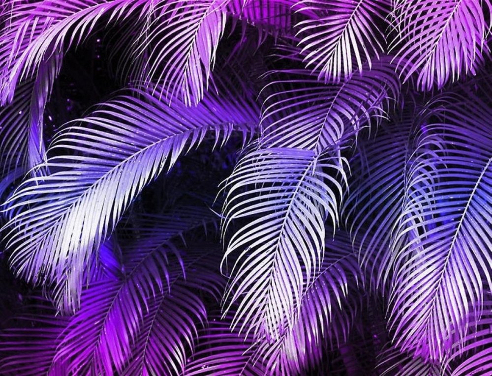 Фиолетовые листья пальмы