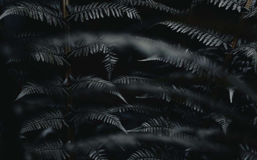 Лист папоротника черный