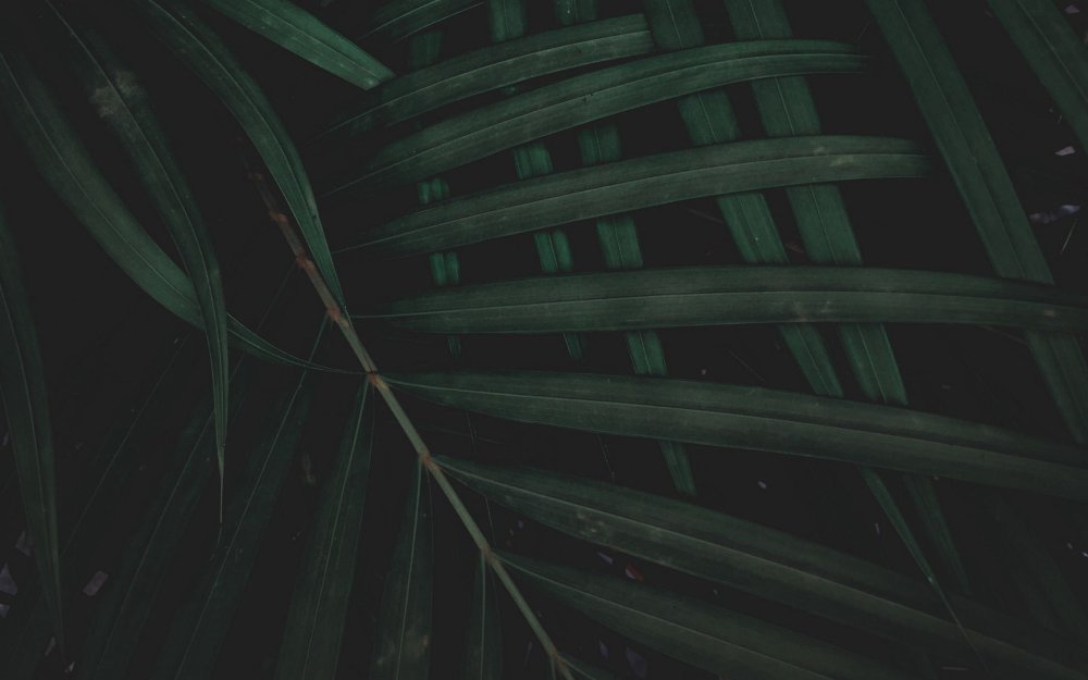 Обои на рабочий стол листья