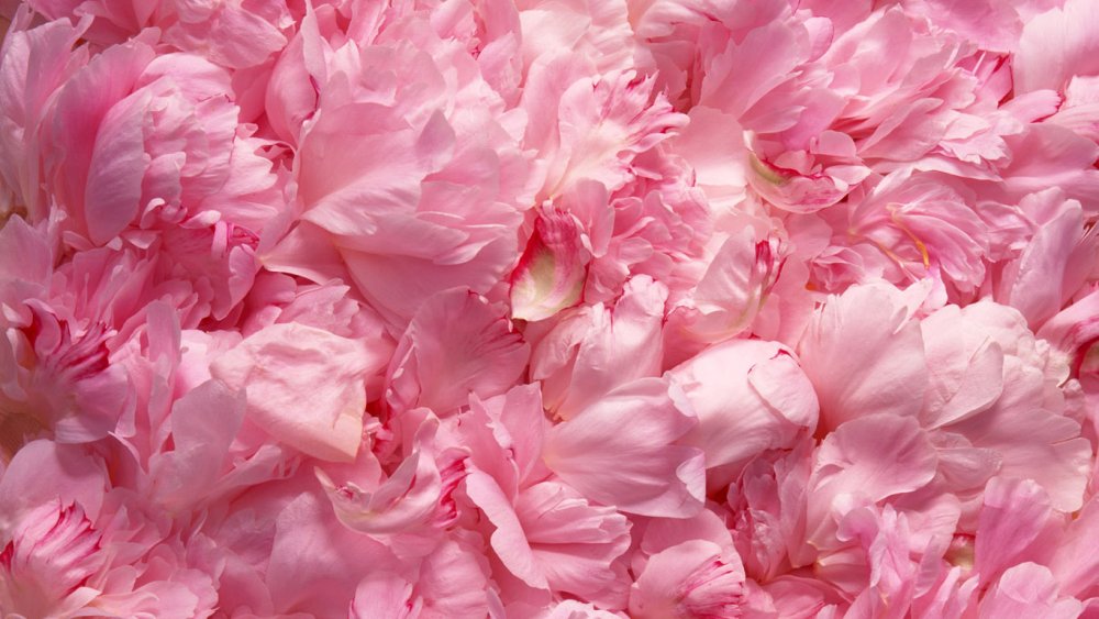 Красивый розовый цвет