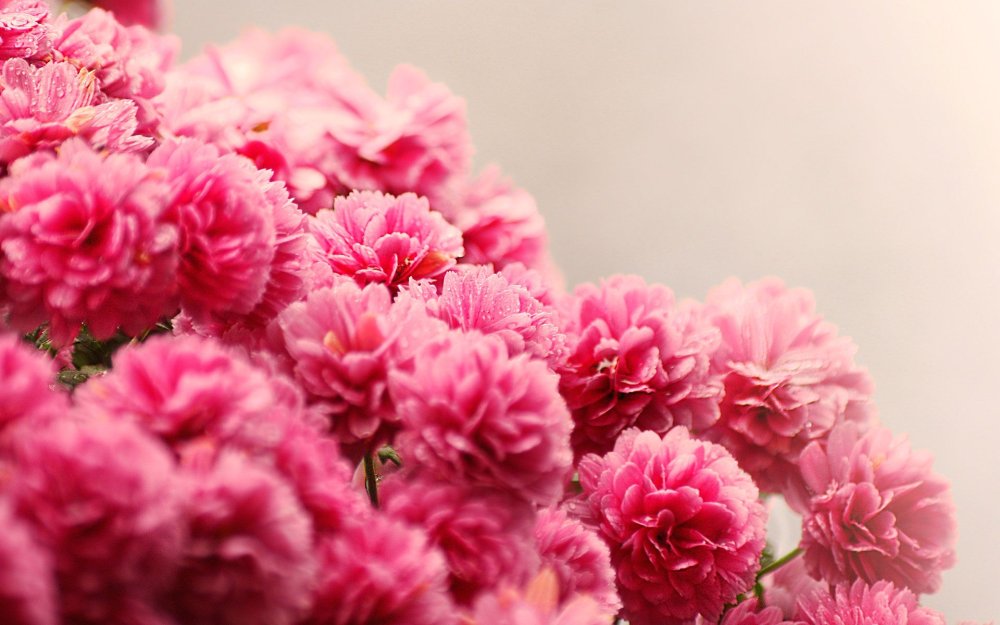 Цветы в розовых тонах