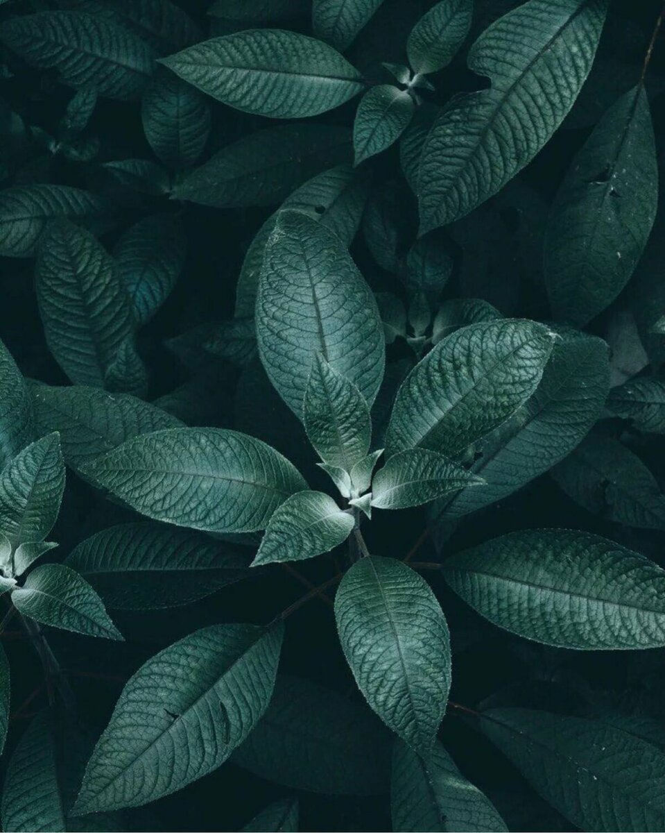 Темно зеленые листья
