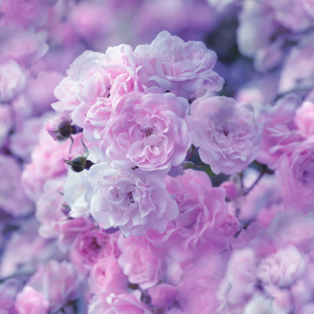 Розовый фон для фотошопа