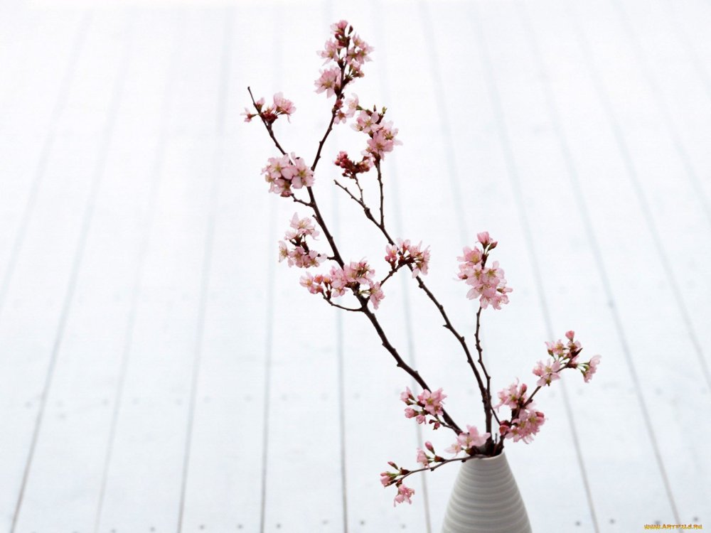 Сакура в вазе