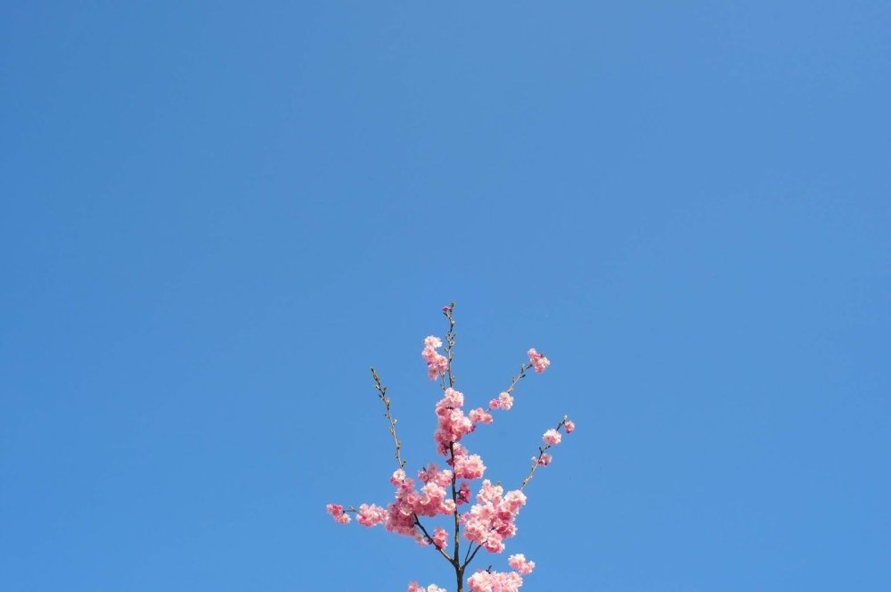 Сакура на фоне неба