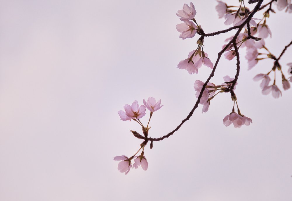 Ветка Сакуры на сером фоне