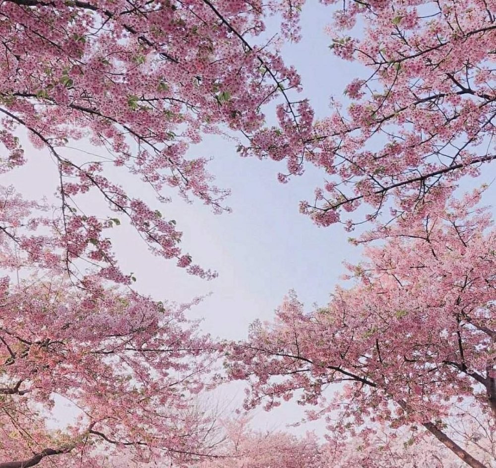 Эстетика бледно розового