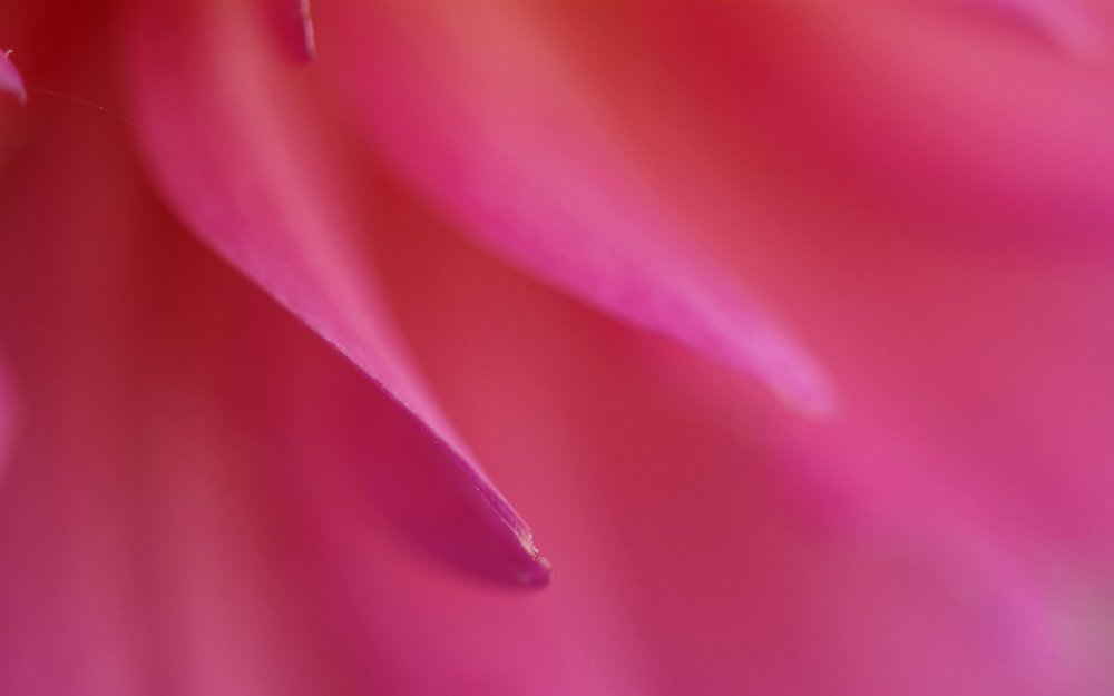 Розово малиновый цвет