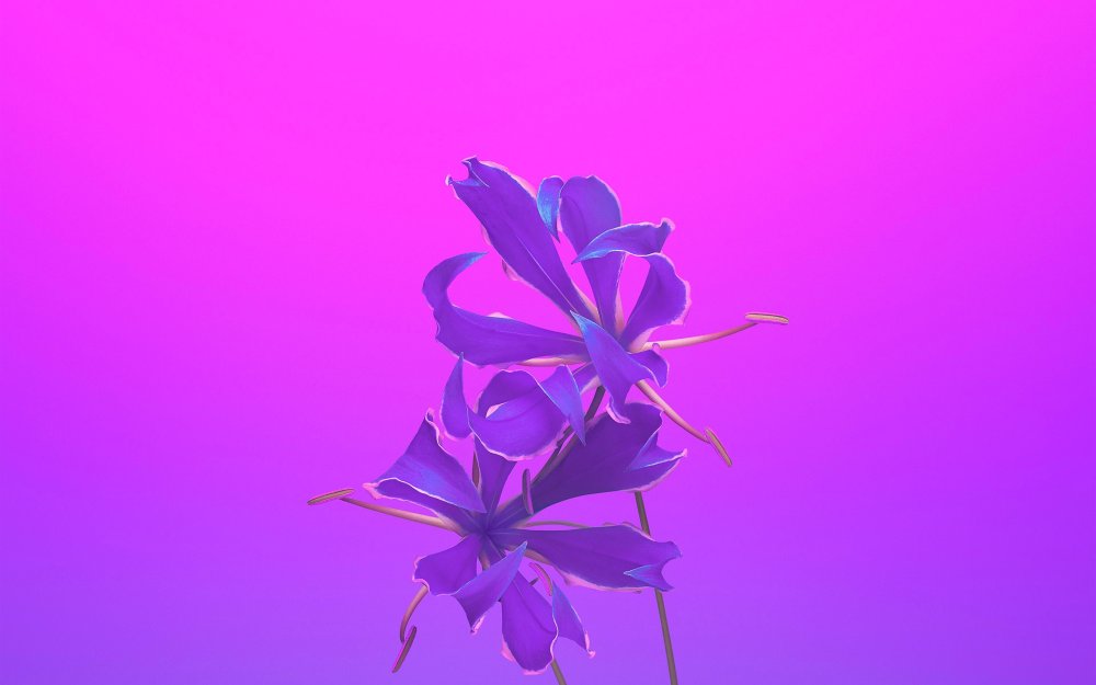 Фиолетовые обои на рабочий стол