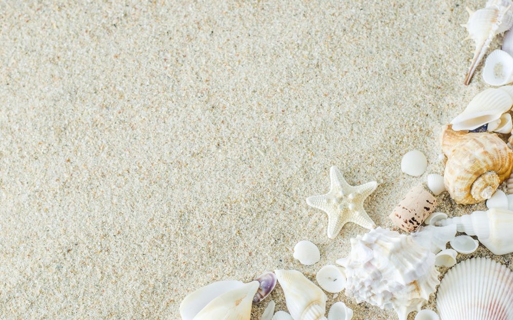 Ракушки на песке