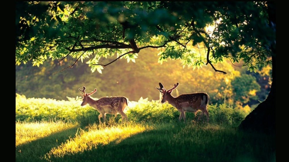 Олень в природе
