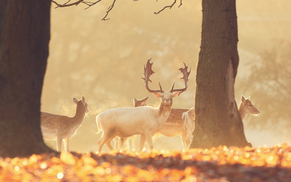 Олень в лесу