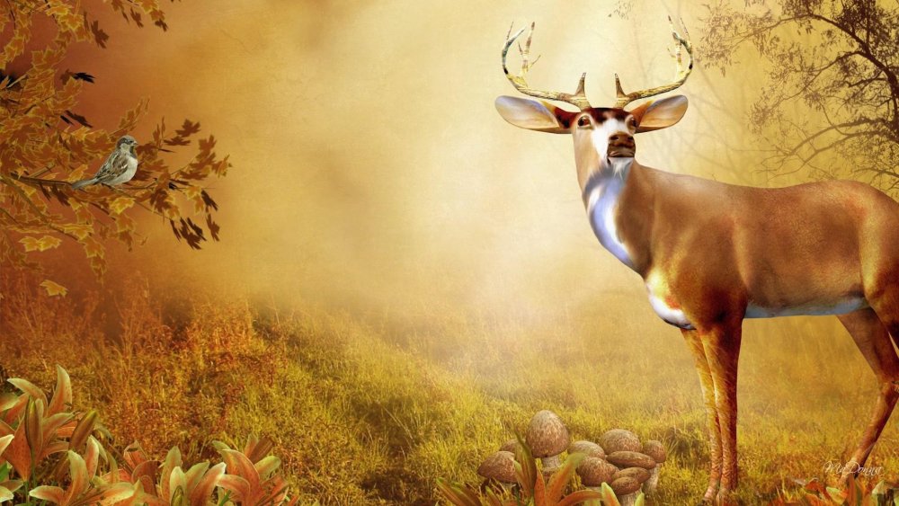 Олень на рабочий стол