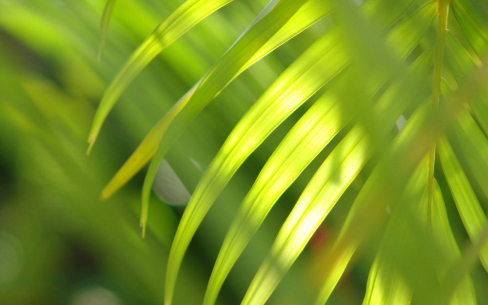 Тропические листья