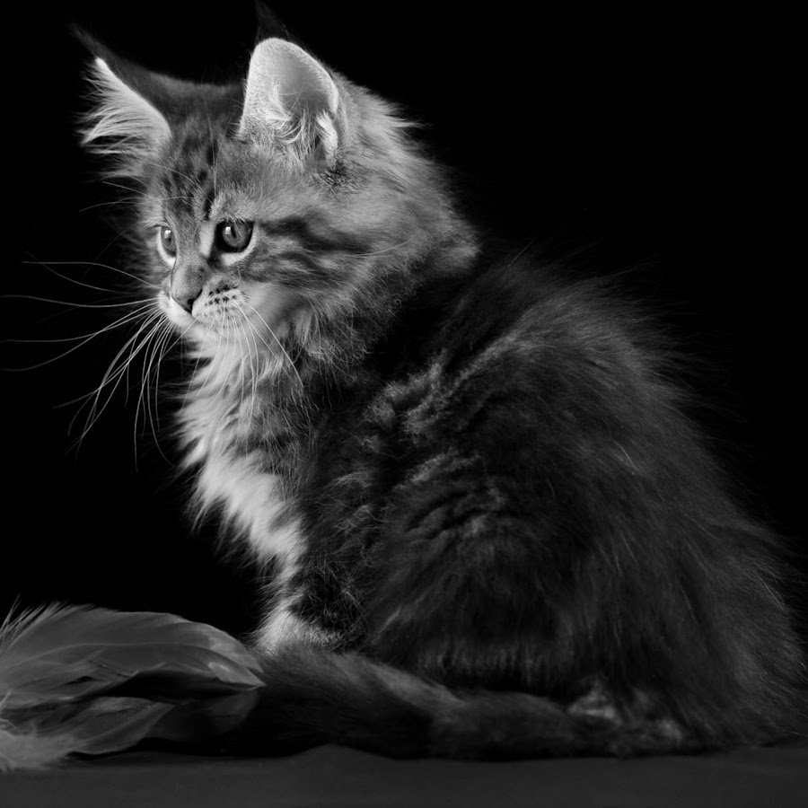 Котенок на черном фоне