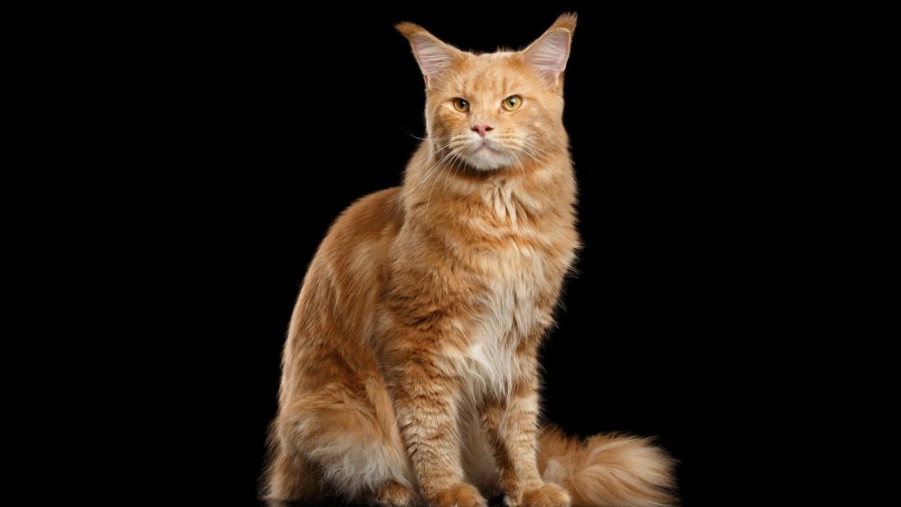 Рыжая кошка Мейн кун