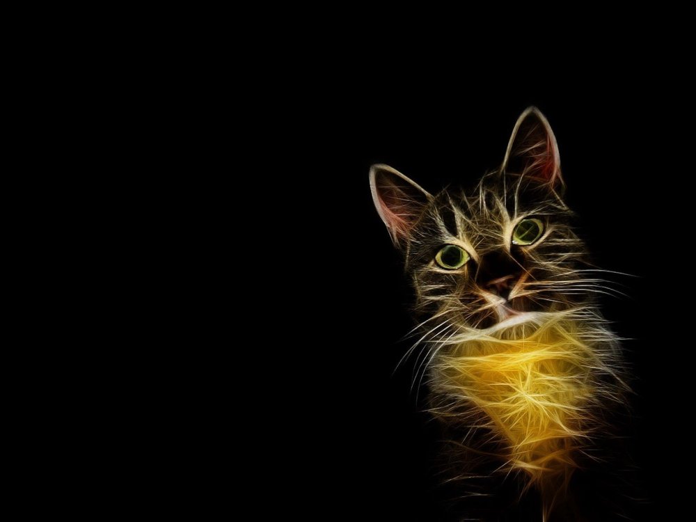 Кот на темном фоне