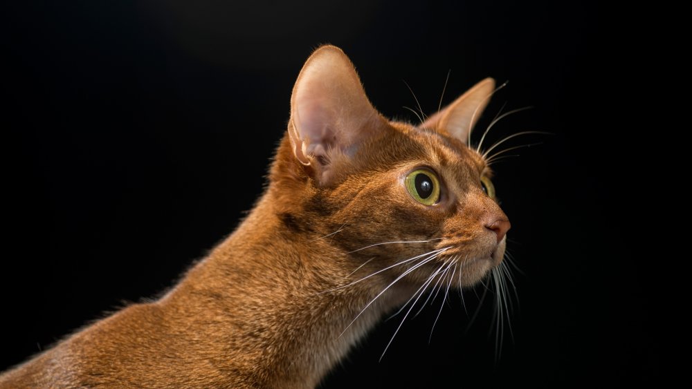 Рыжая кошка на черном фоне