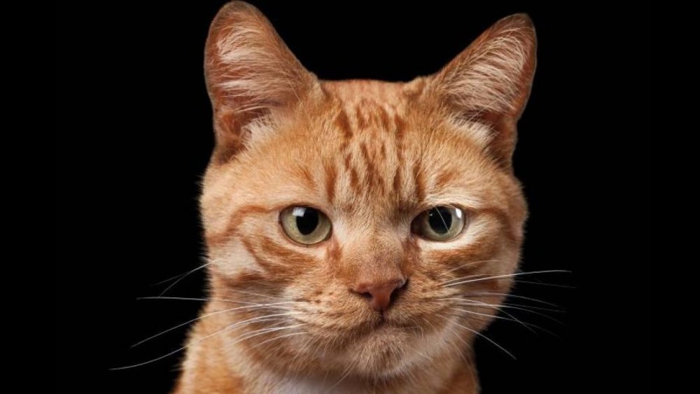 Рыжий кот с ухмылкой