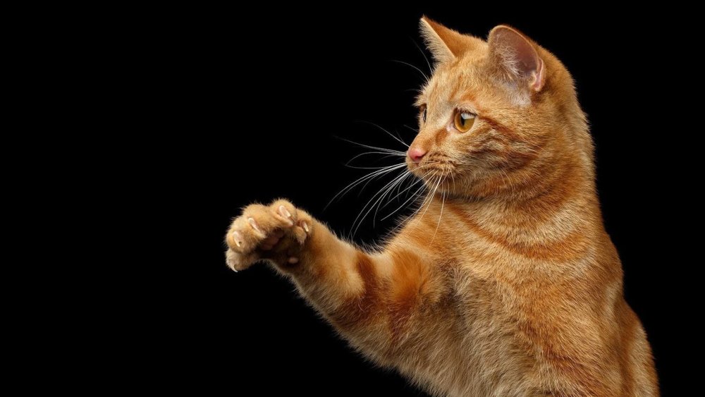 Рыжий кот из рекламы