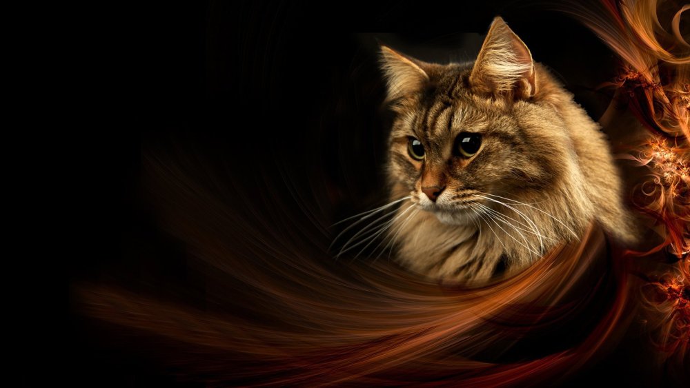 Фон для рабочего стола с котами