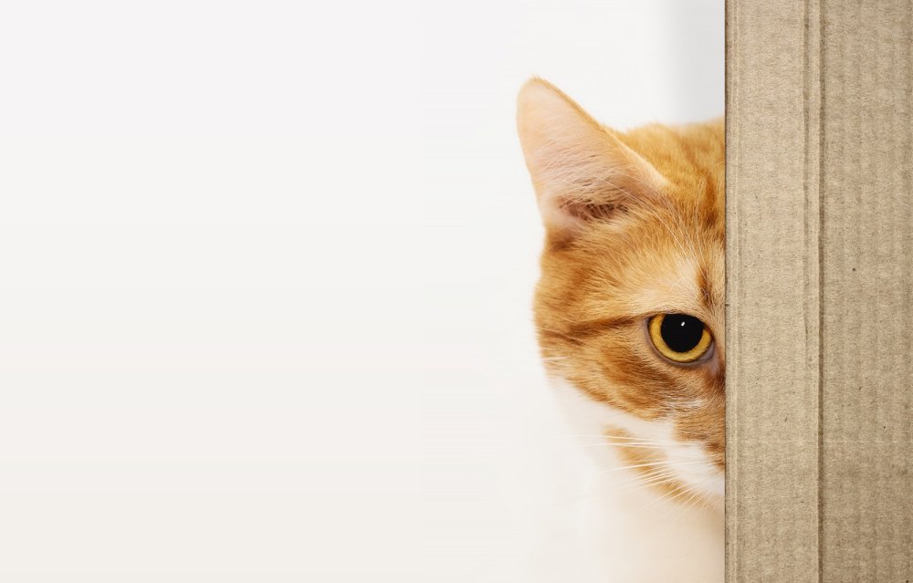 Кот выглядывает из-за стола