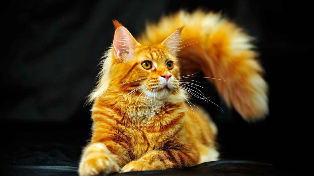 Мейн кун рыжий