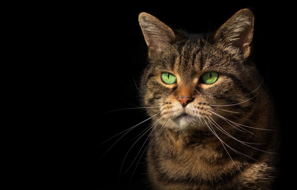 Кот на черном фоне